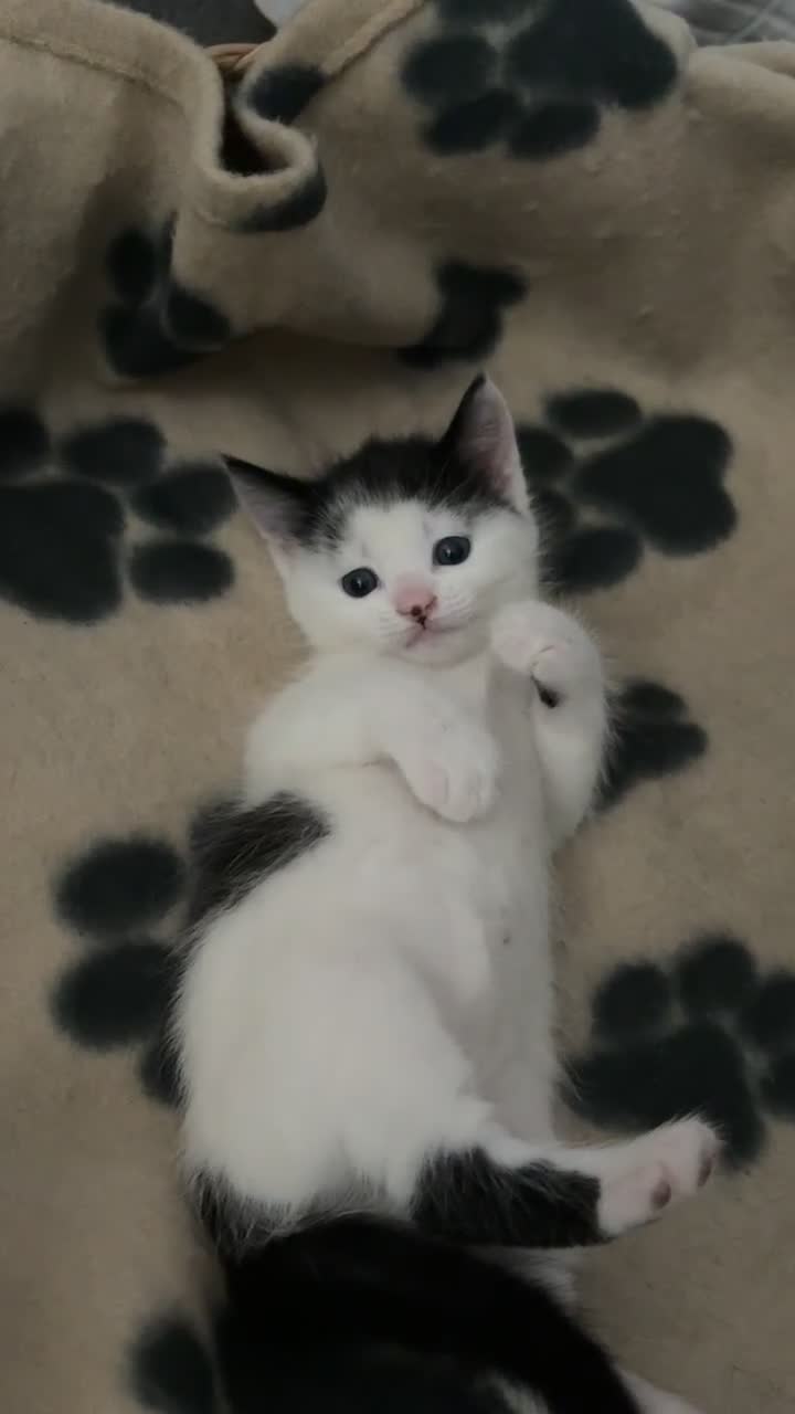 British Longhair cats for sale: female and male British Longhair kittens for sale  - Video 1