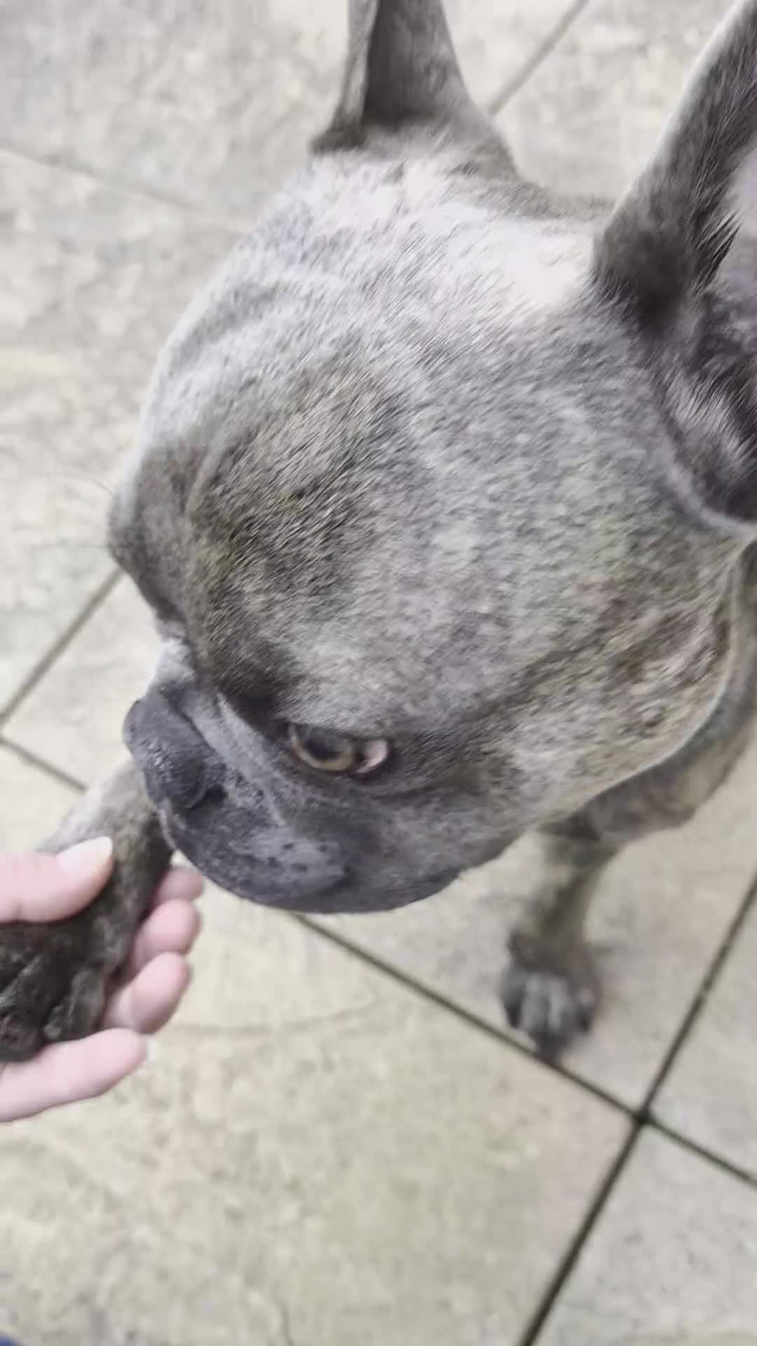 French Bulldog dogs for sale: French bulldog Apollo - Video 1