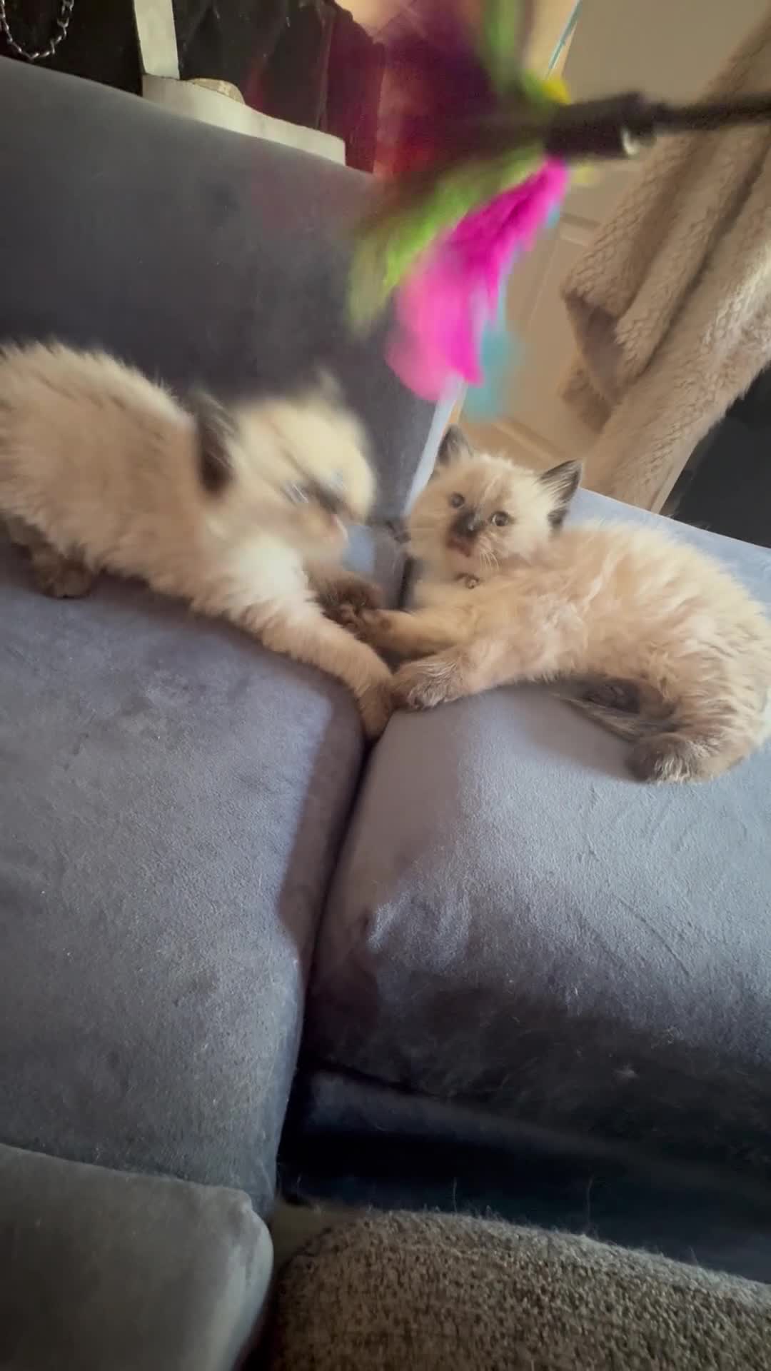 Ragdoll cats for sale: Beautiful, fluffy ragdoll kittens  - Video 2