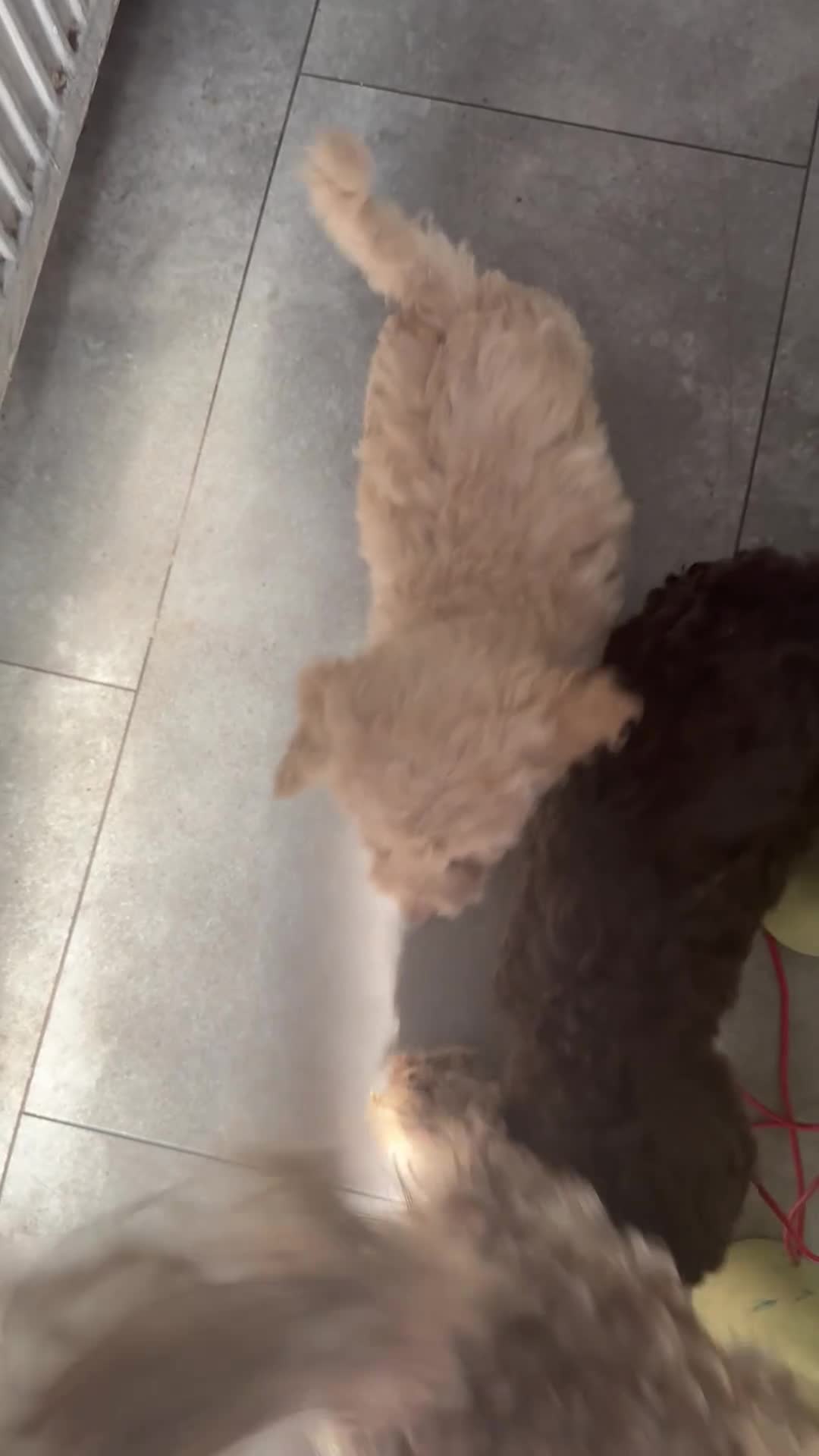 Cockapoo dogs for sale: ⭐️Outstanding F1B health tested⭐️ - Video 1
