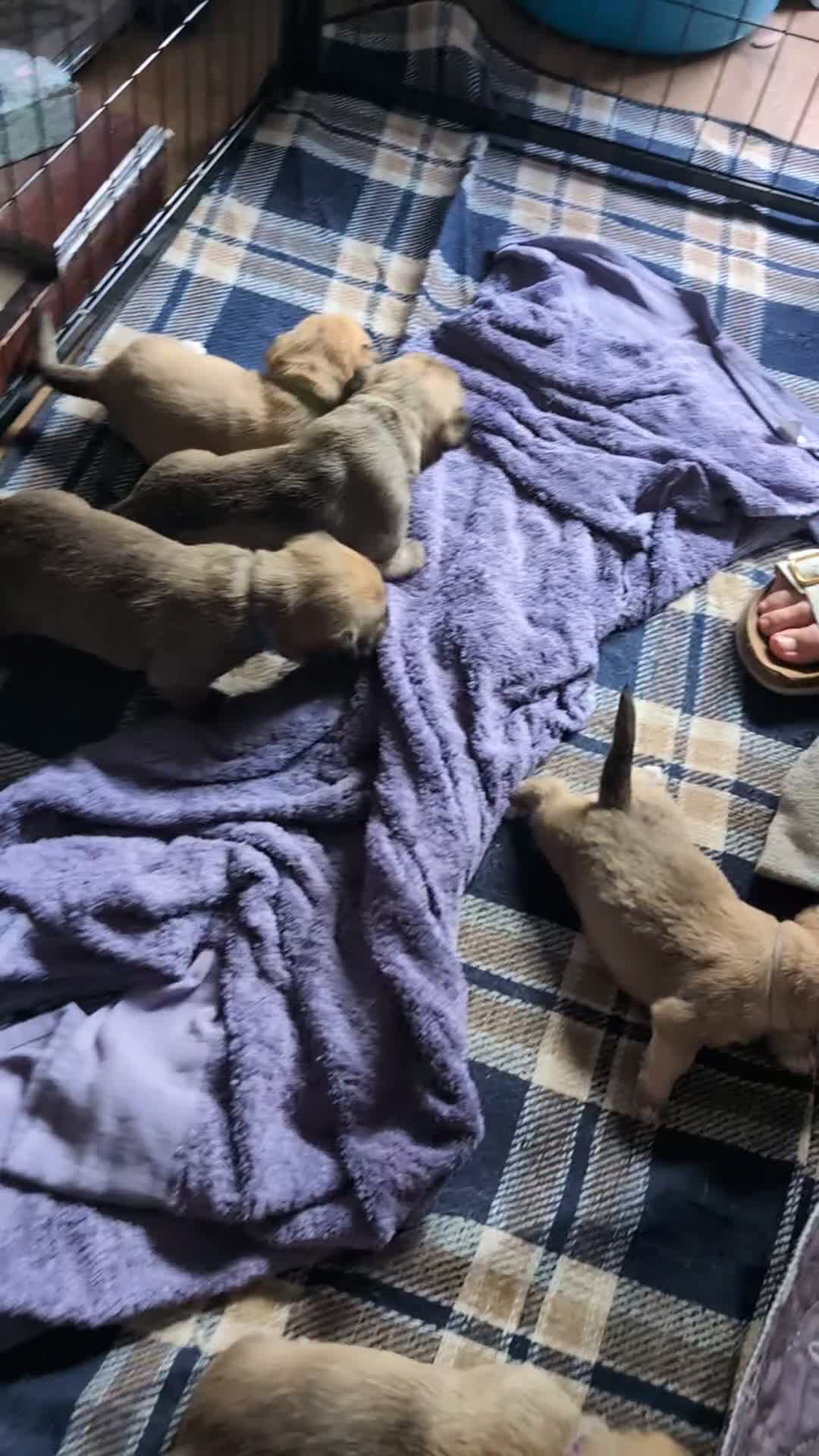 Glen of Imaal Terrier dogs for sale: Glen of Immal - Video 1