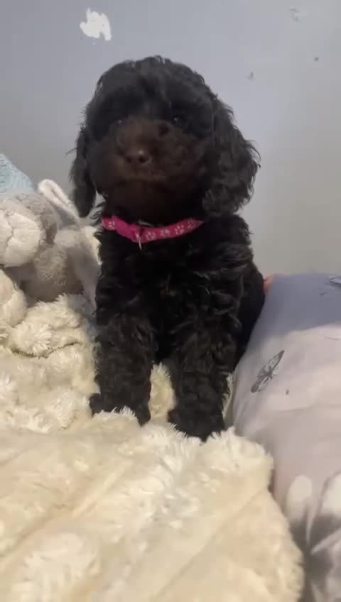 Labradoodle dogs for sale: Adorable chocolate and black miniature pups  - Video 1