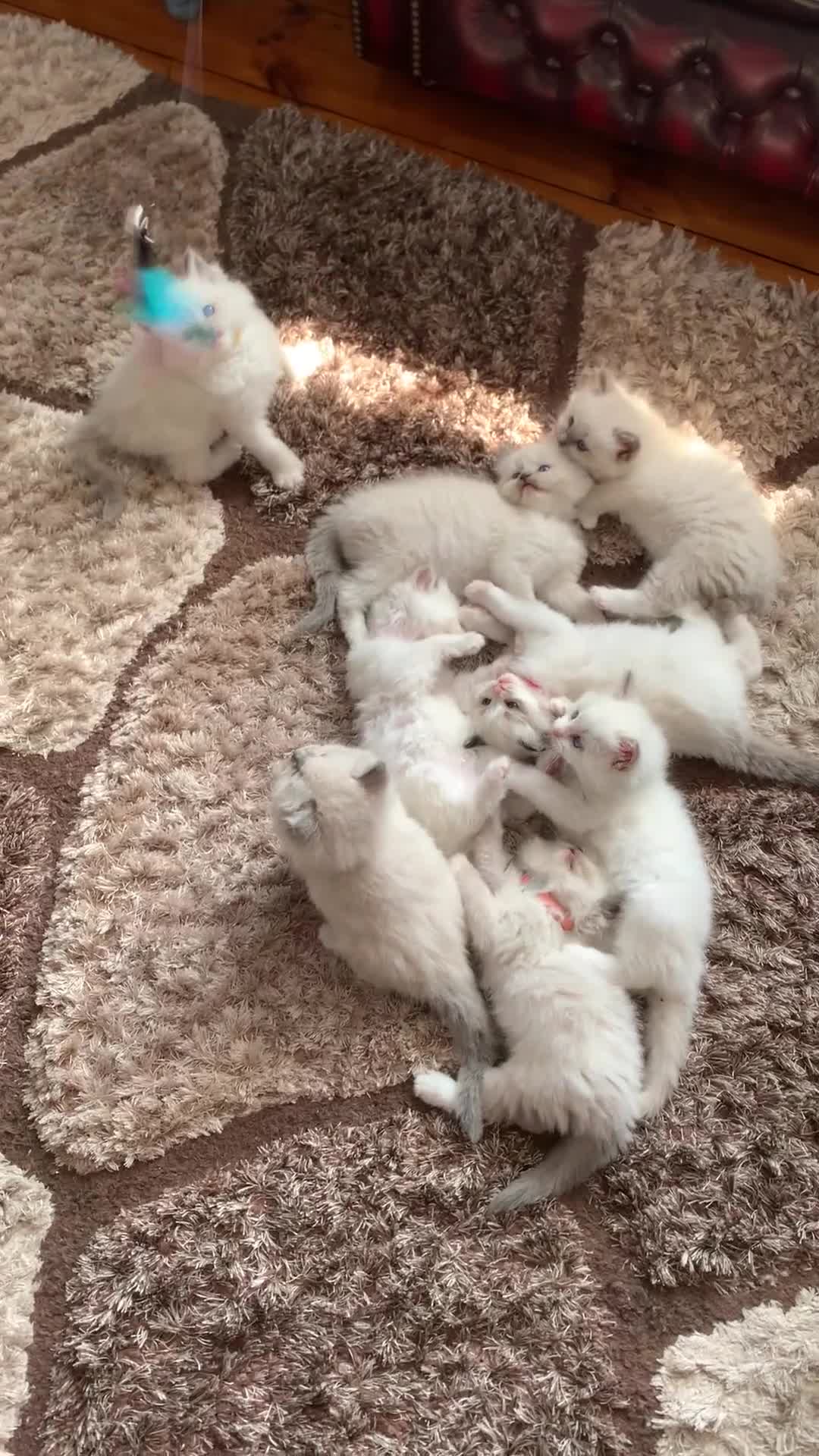 Ragdoll cats for sale: Beautiful champion lines purebred Ragdoll kittens - Video 1