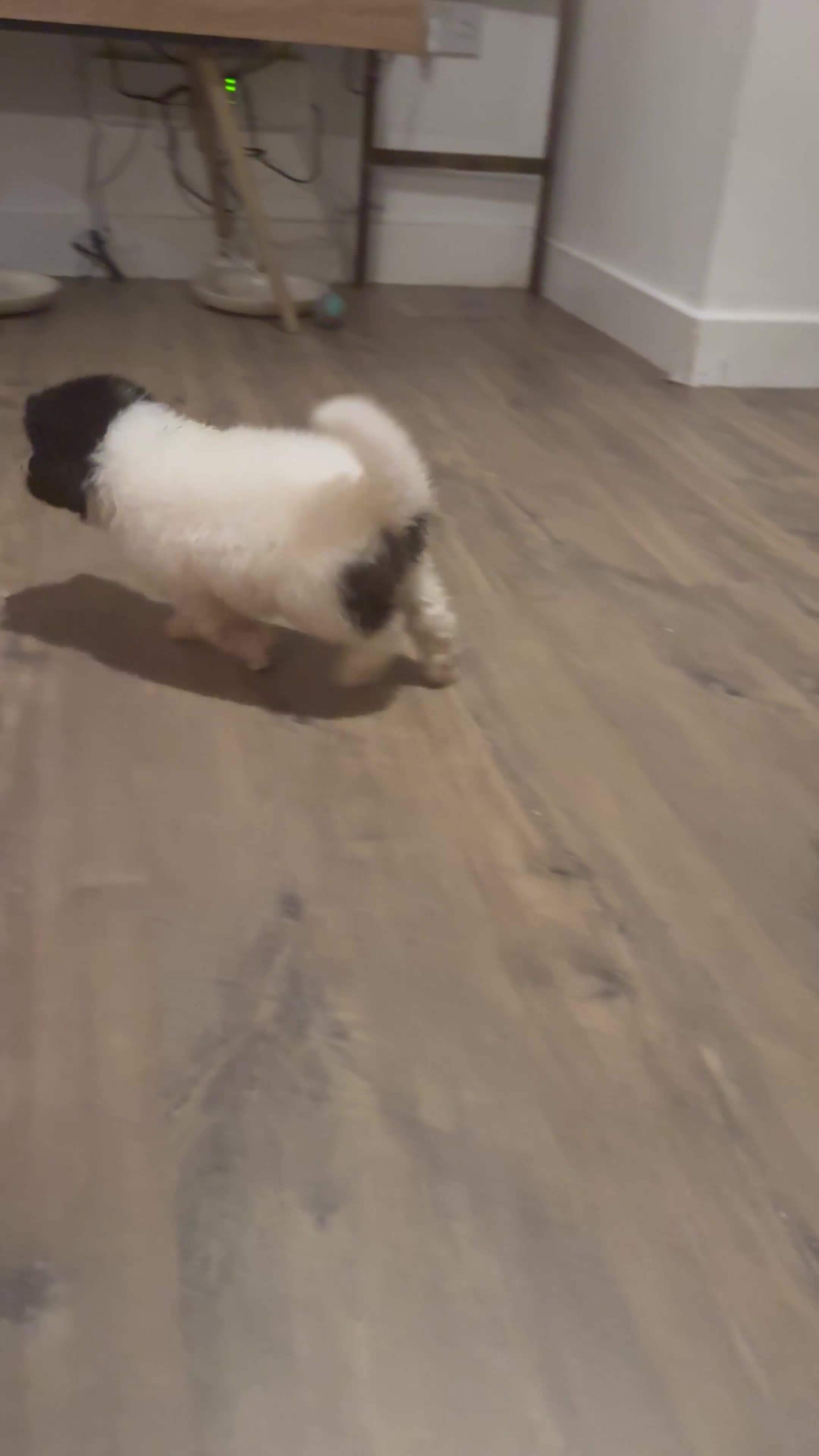 Akita dogs for sale: Quality Family Raised American Akita Puppies - Video 3