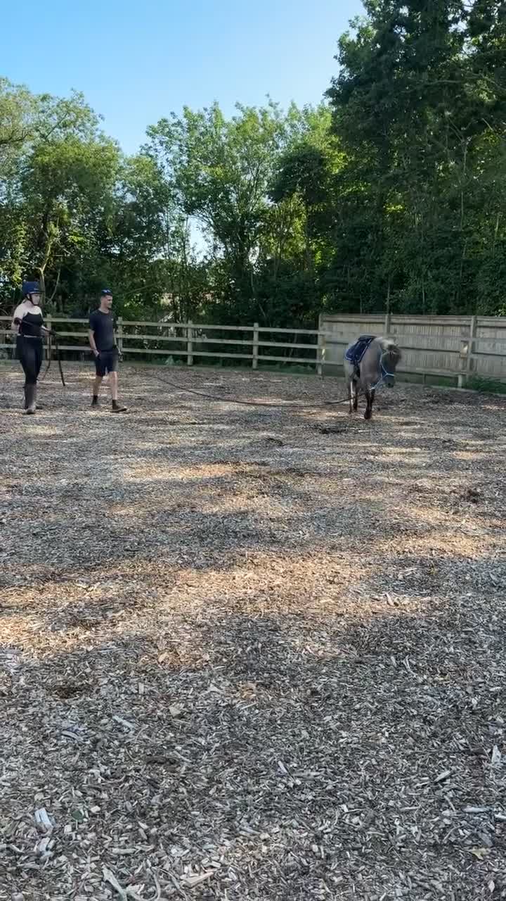 Dartmoor horses for sale: Dartmoor Hill Pony - Video 2