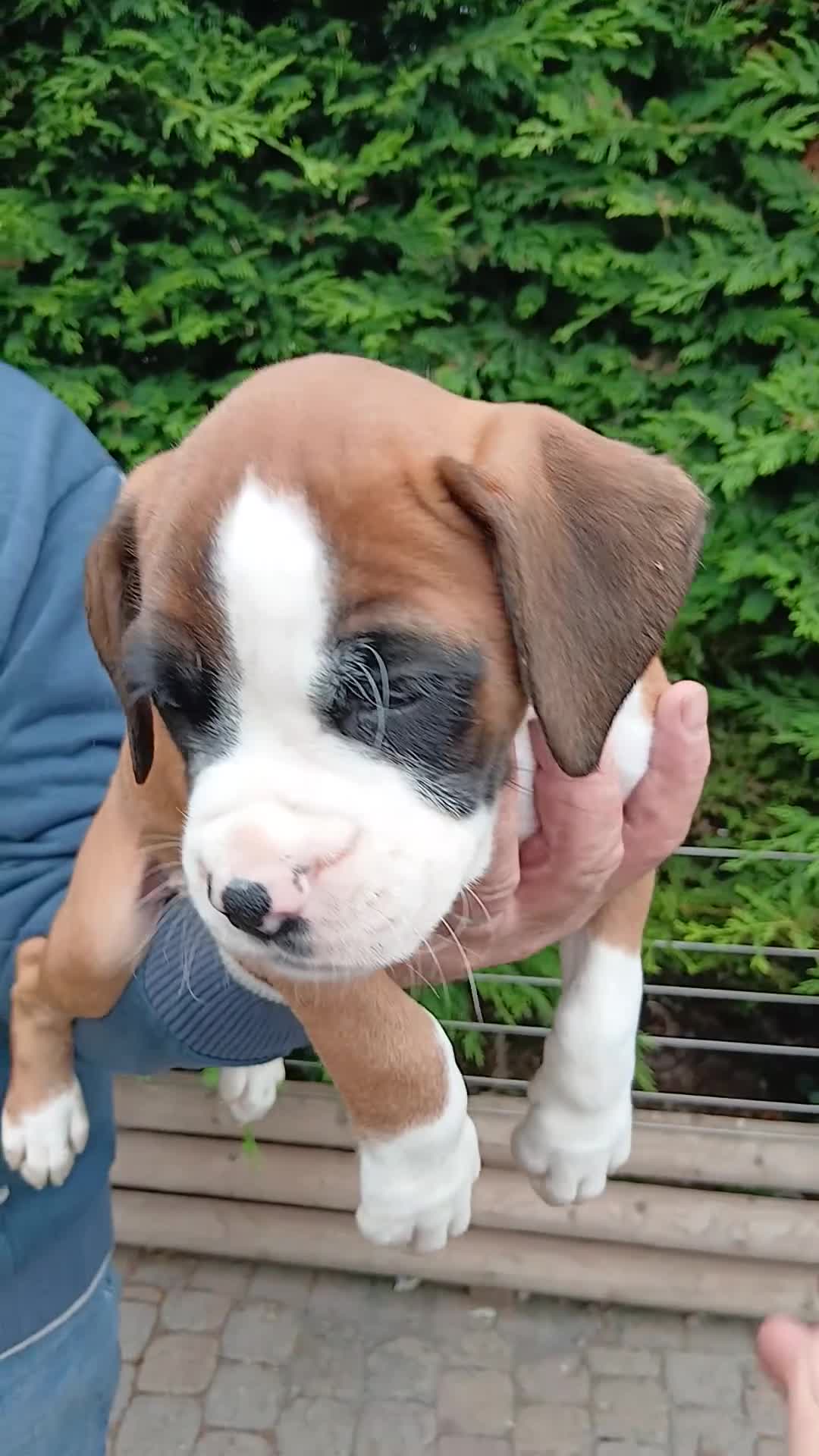 Boxer dogs for sale: Stunning KC boxers avaliable now  - Video 2