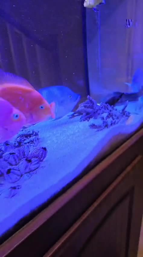 Cichlids fish for sale: Large Tilapia Cichlid - Video 2