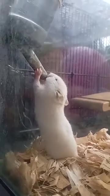 Hamster rodents for sale: ❤❤❤  BABY SYRIAN HAMSTERS ❤❤❤ - Video 3