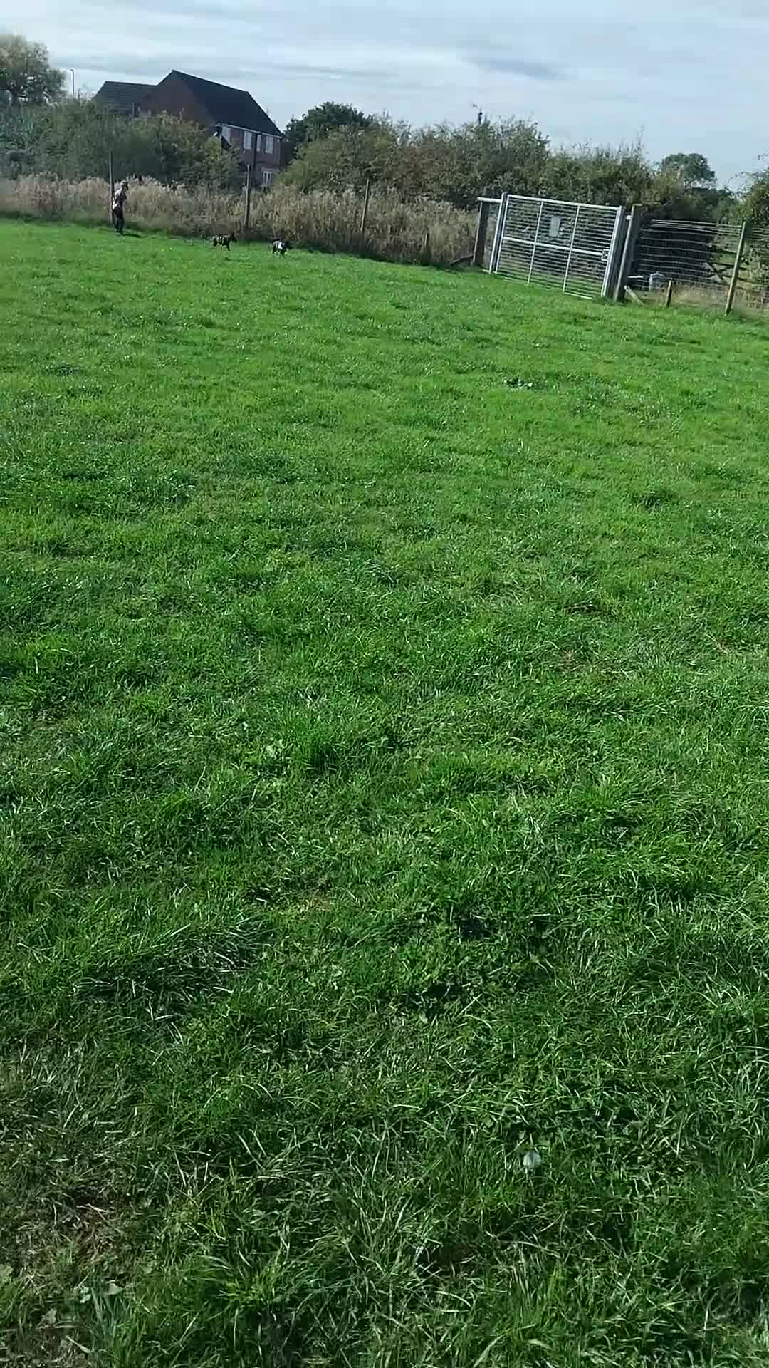 Lurcher dogs for sale: Bedlington grey x bull lurcher - Video 2