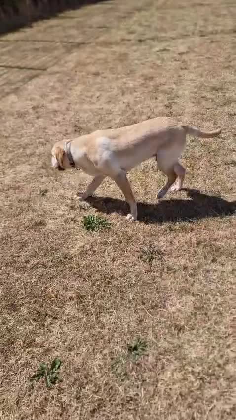 Labrador Retriever dogs for sale: Labrador retriever  - Video 1