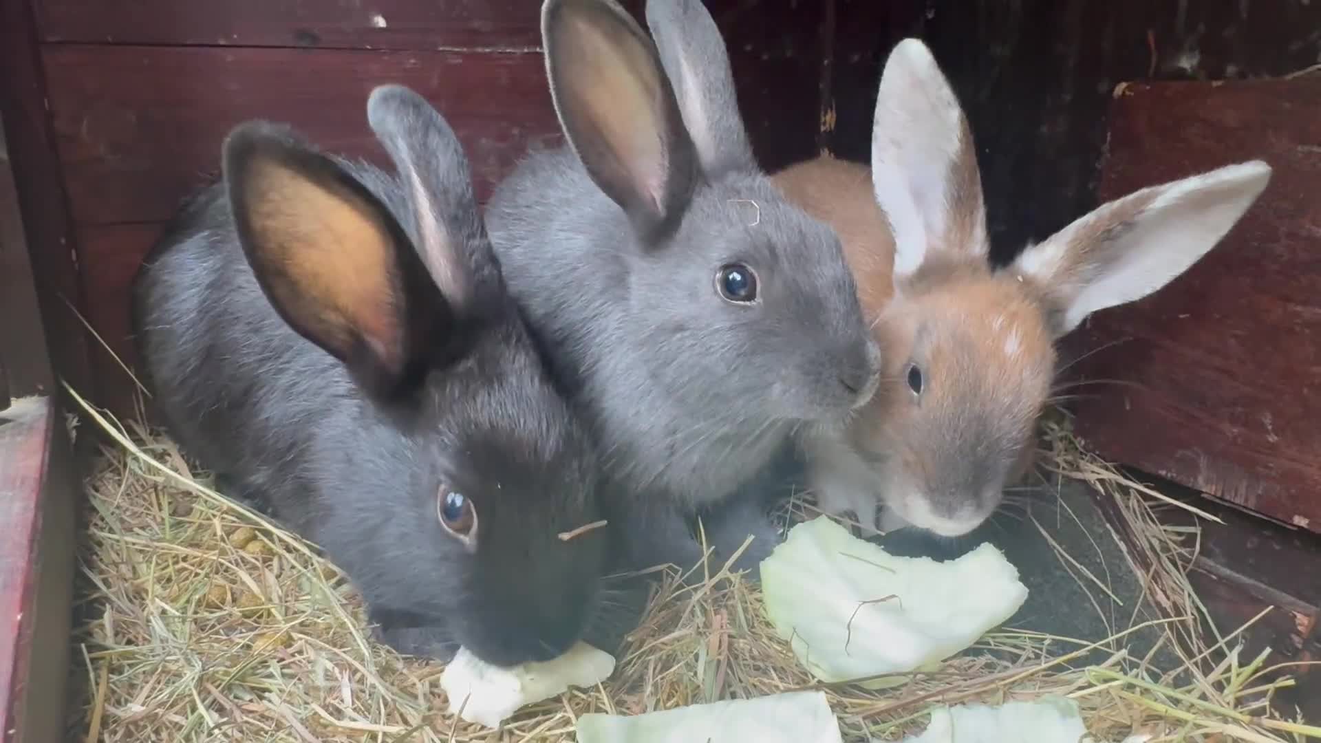 Mixed Breed rabbits for sale: Rex-lop cross bunnies only 3 left - Video 1
