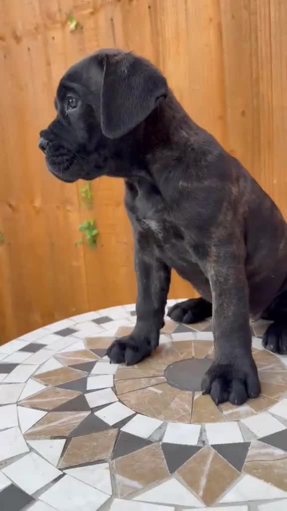 Cane Corso dogs for sale: Champion Bloodline Cane Corso’s in Manchester - Video 1