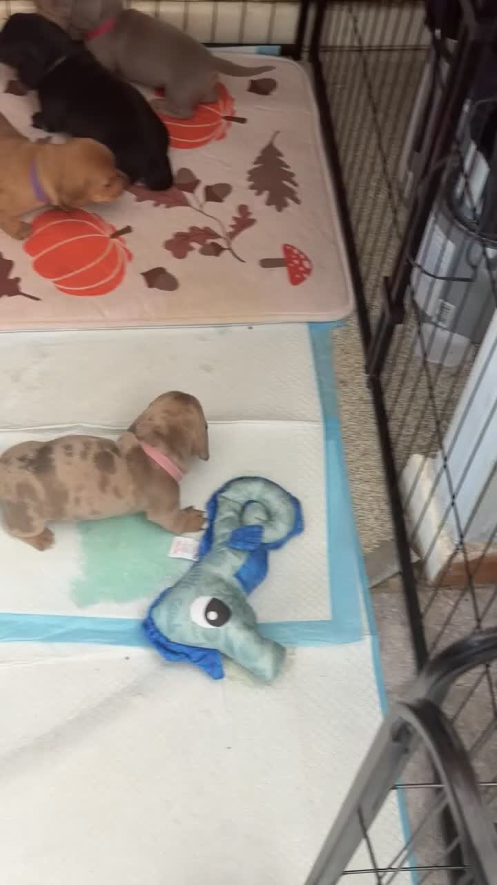Miniature Dachshund dogs for sale: Miniature dachshunds looking for a forever home - Video 2