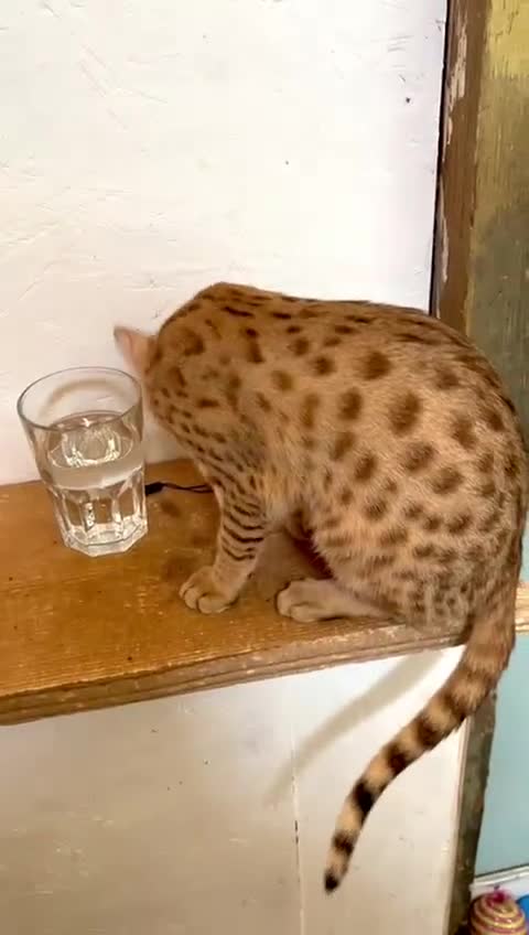 Savannah cats for sale: Cinnamon F4  savannah female & male kittens, TICA  in Spalding - Video 3