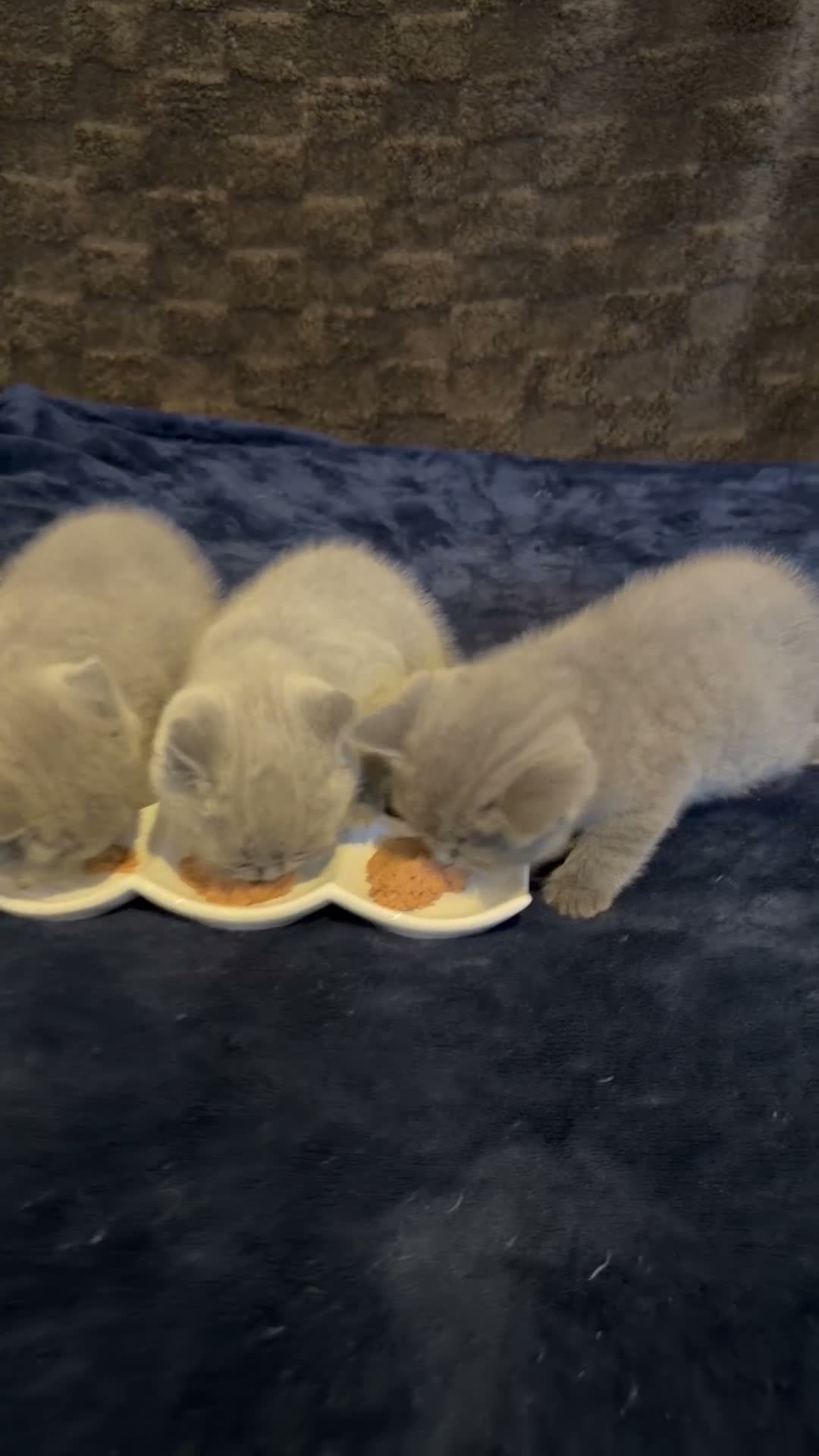 British Shorthair cats for sale: Pure-breed British Shorthair Kittens z  - Video 2