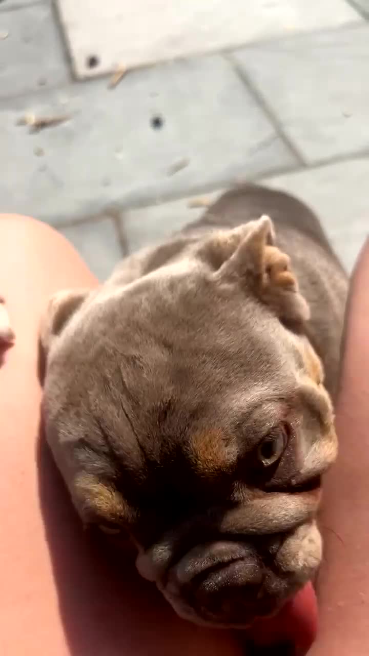 English Bulldog dogs for sale: Lilac and tan KC registered English bulldog in Harrogate - Video 2