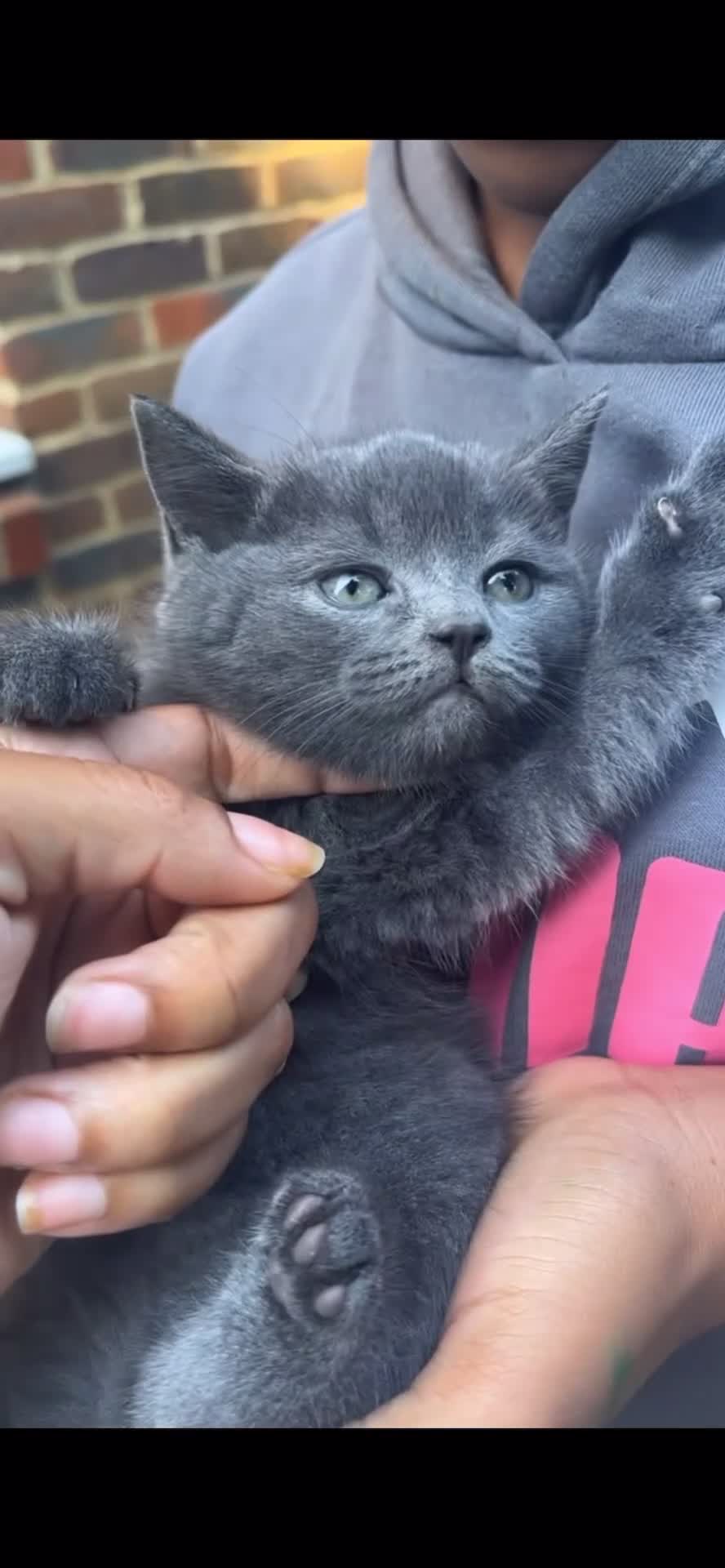 British Shorthair cats for sale: 2 beautiful British Shorthairs for sale  - Video 2