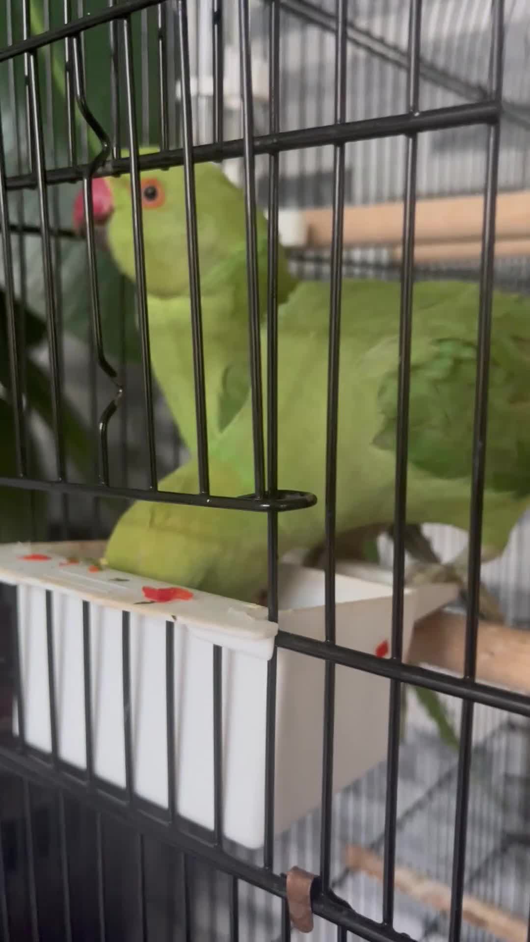 Ringnecks birds for sale: Male + female ringnecks  - Video 3