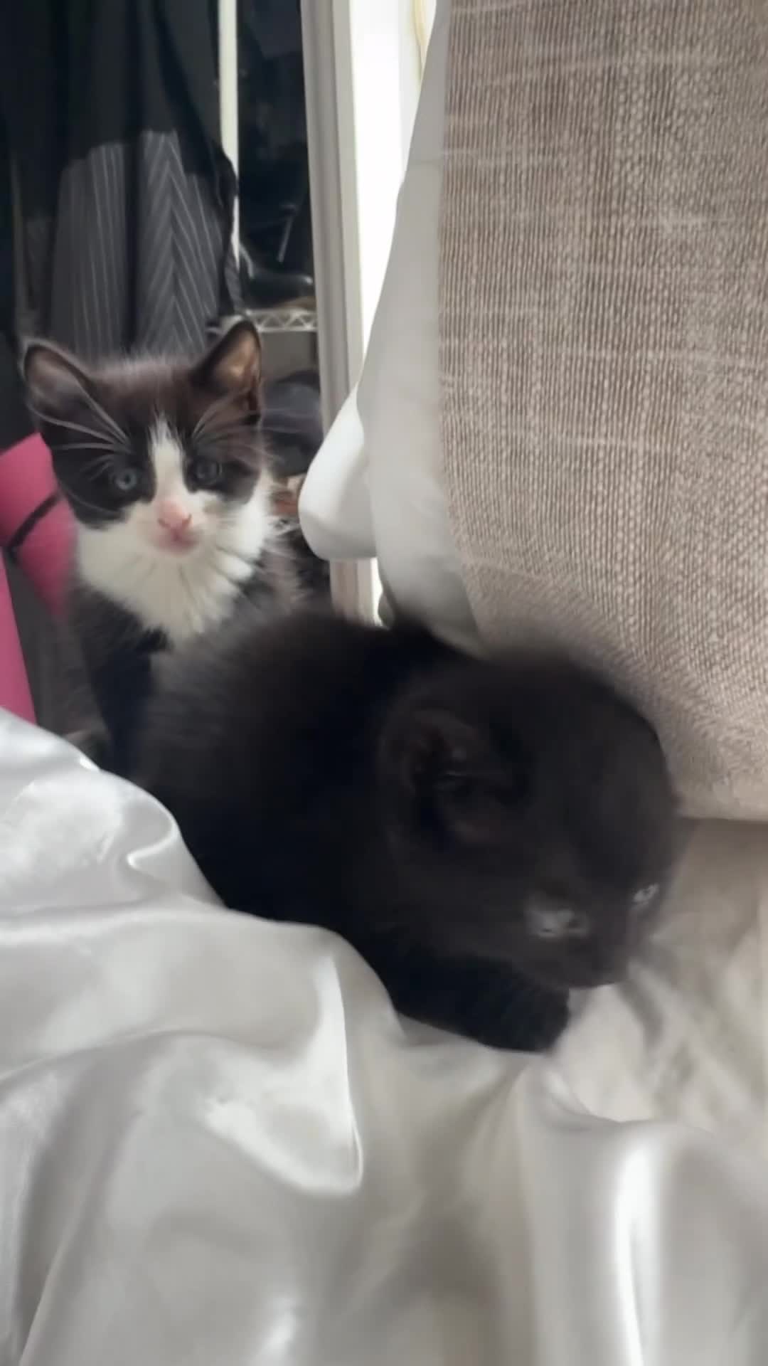 Mixed Breed cats for sale: Adorable Black Kitten  - Video 2