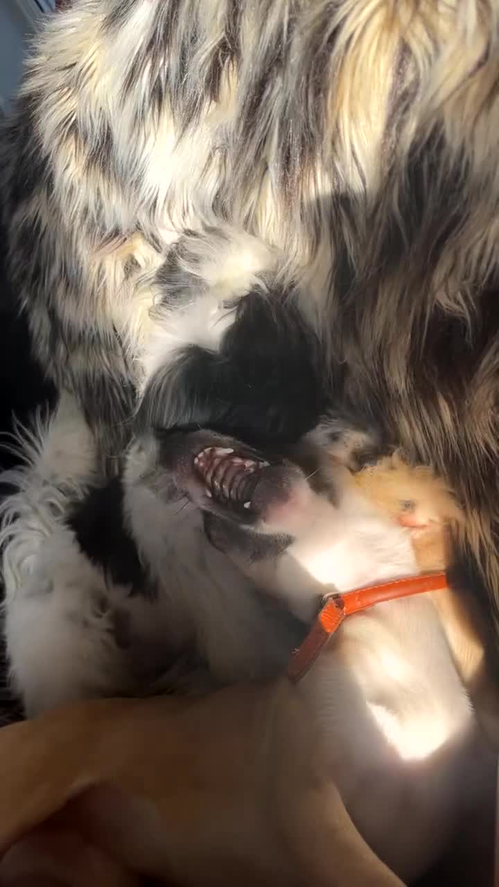 Mixed Breed dogs for sale: Murphy & Maple - Video 1