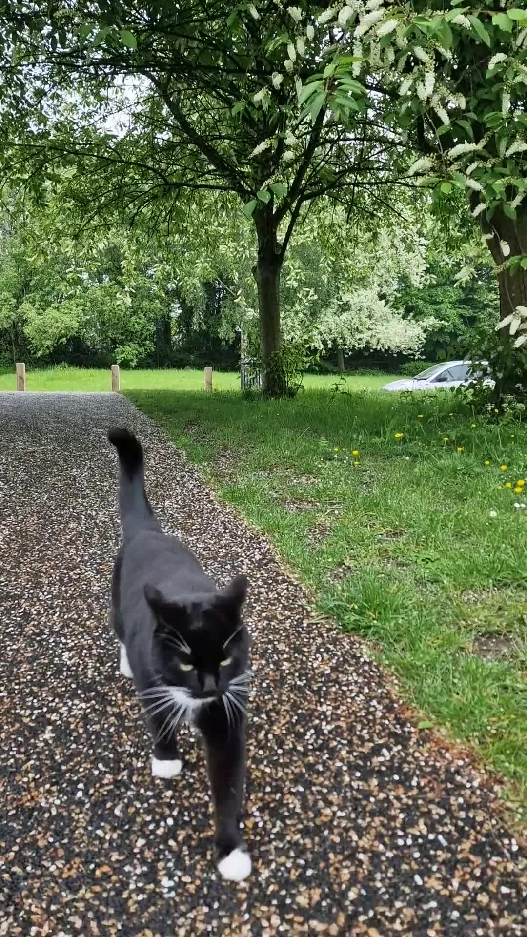 Mixed Breed cats for sale: Adult female cat looking for a loving home - Video 2