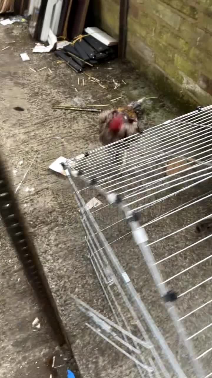 Chickens poultry for sale: Aseel for sale  - Video 1