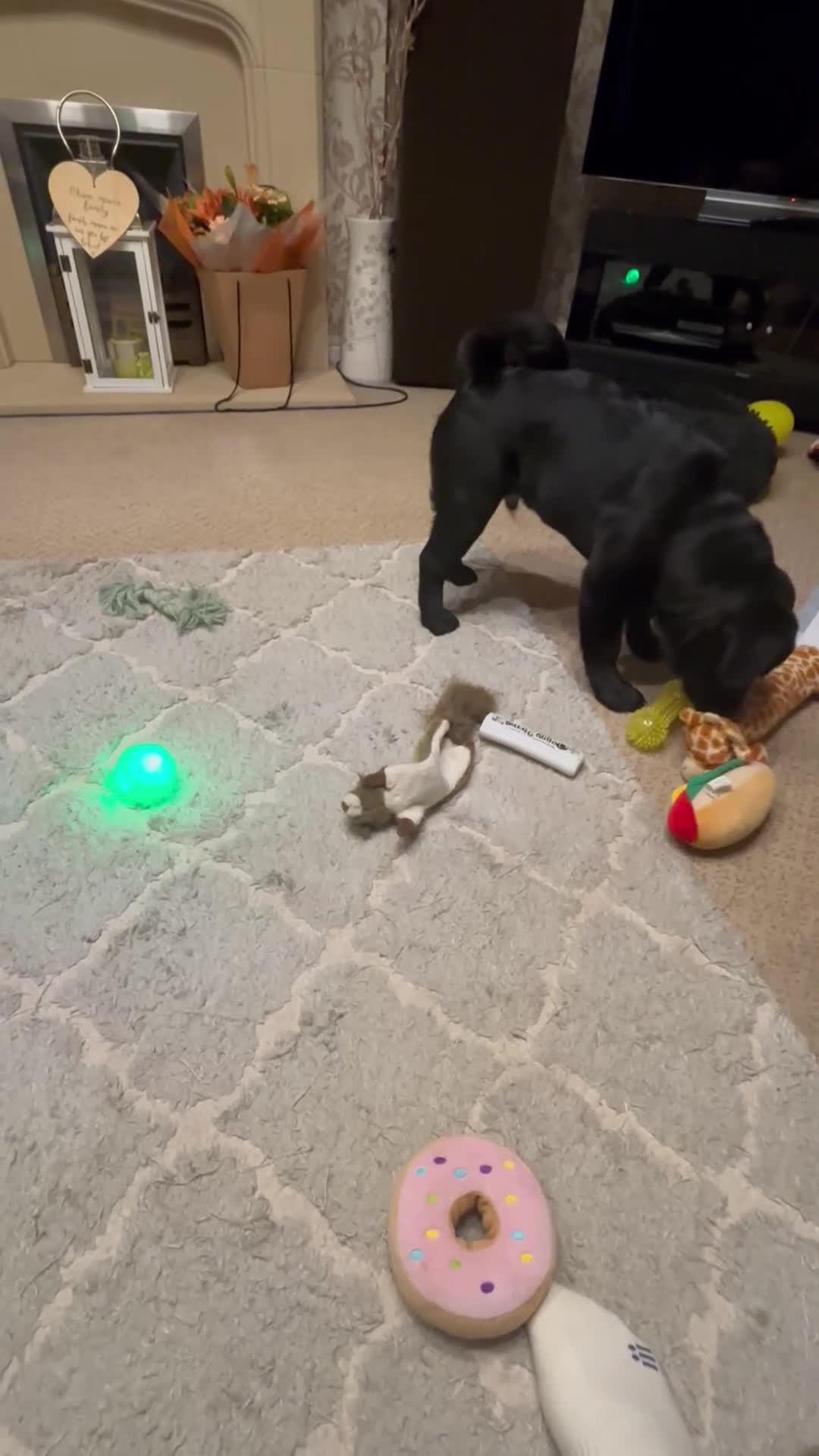 Mixed Breed dogs for sale: Cocker Spaniel cross Chow Chow puppies - Video 1