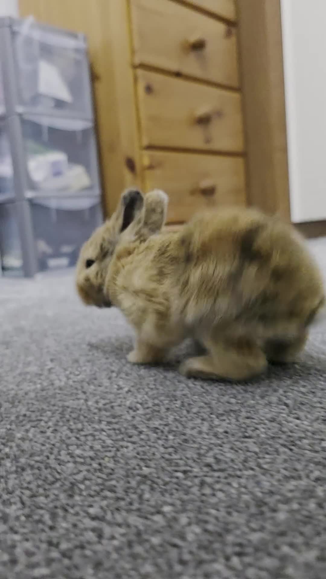 Lionhead rabbits for sale: Lionhead Bunny - Video 1