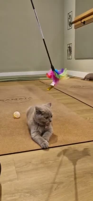 British Shorthair cats for sale: BEAUTIFUL LILAC British Shorthair. - Video 1