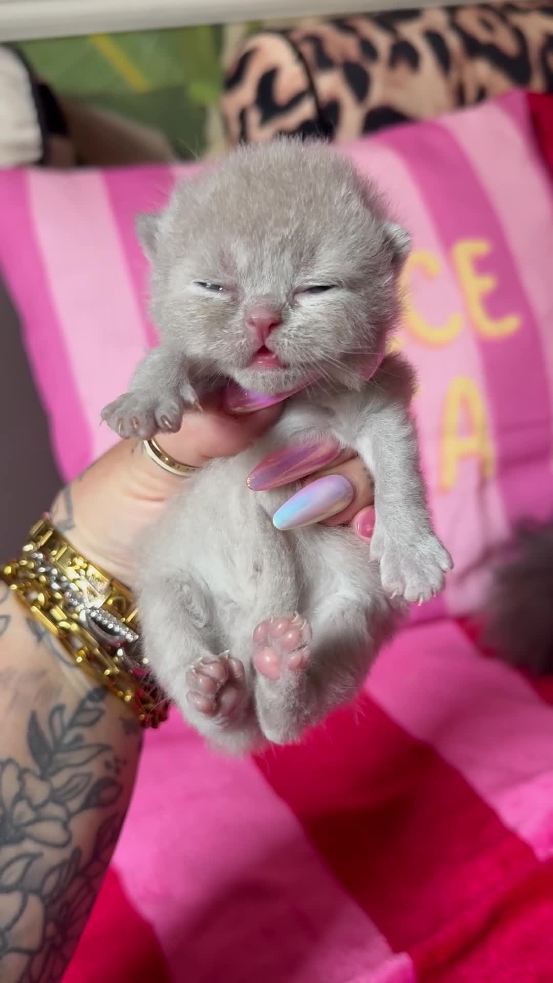 British Shorthair cats for sale: Champion Line British Shorthair Kittens 😻🥇🏆🐾 - Video 4
