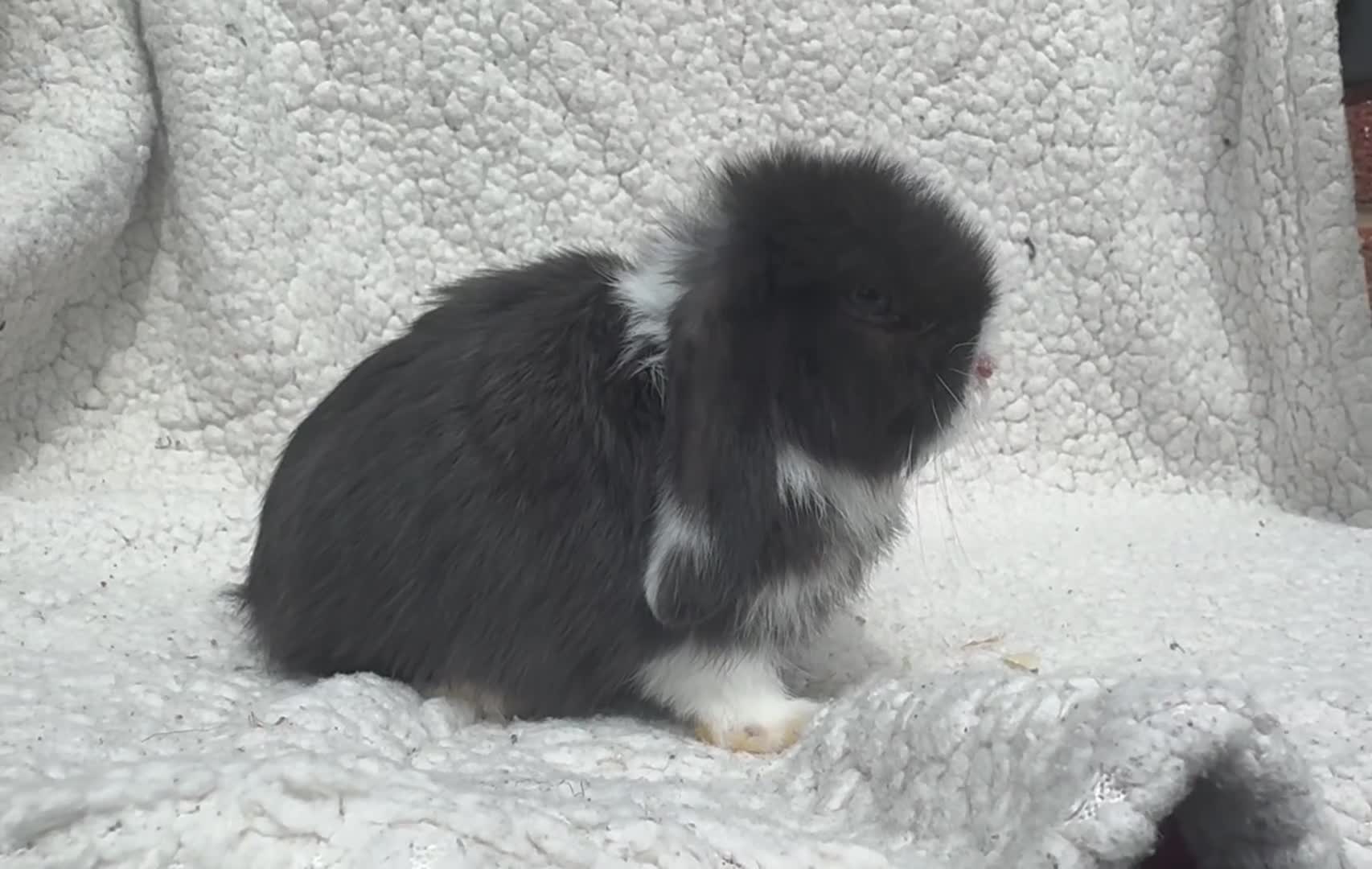 Mini Lop rabbits for sale: STUNNING PUREBRED MINI LOP BABY GIRLS AND BOYS - Video 2