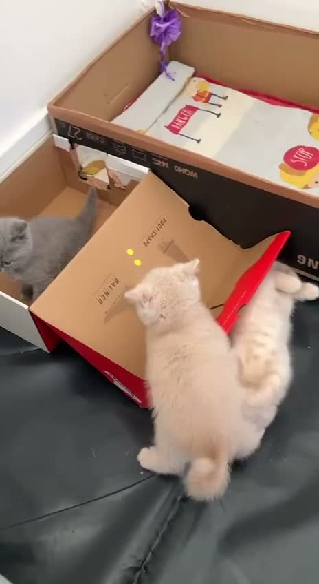 British Shorthair cats for sale: Pure breed registered kittens - Video 1