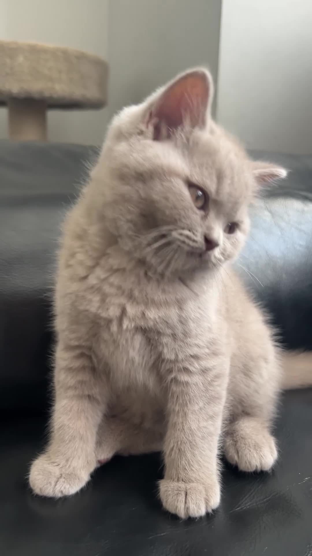 British Shorthair cats for sale: Gorgeous 8 Month Lilac BSH Male Nuetered - Video 1