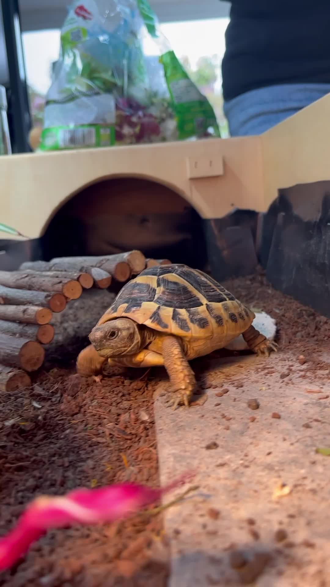 Hermann Tortoise reptiles for sale: Hermann Tortoise - 2.5yrs. COMPLETE SETUP. - Video 1