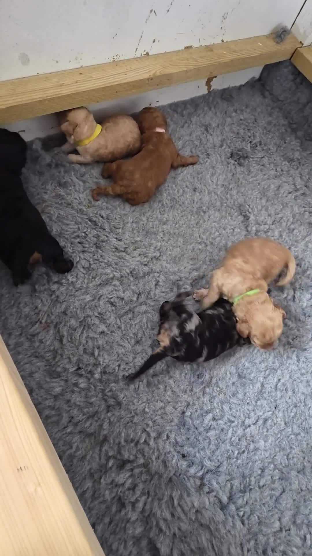 Cockapoo dogs for sale: 5 Rare Beautiful F1BB Toy Cockapoo Puppies!!  - Video 1