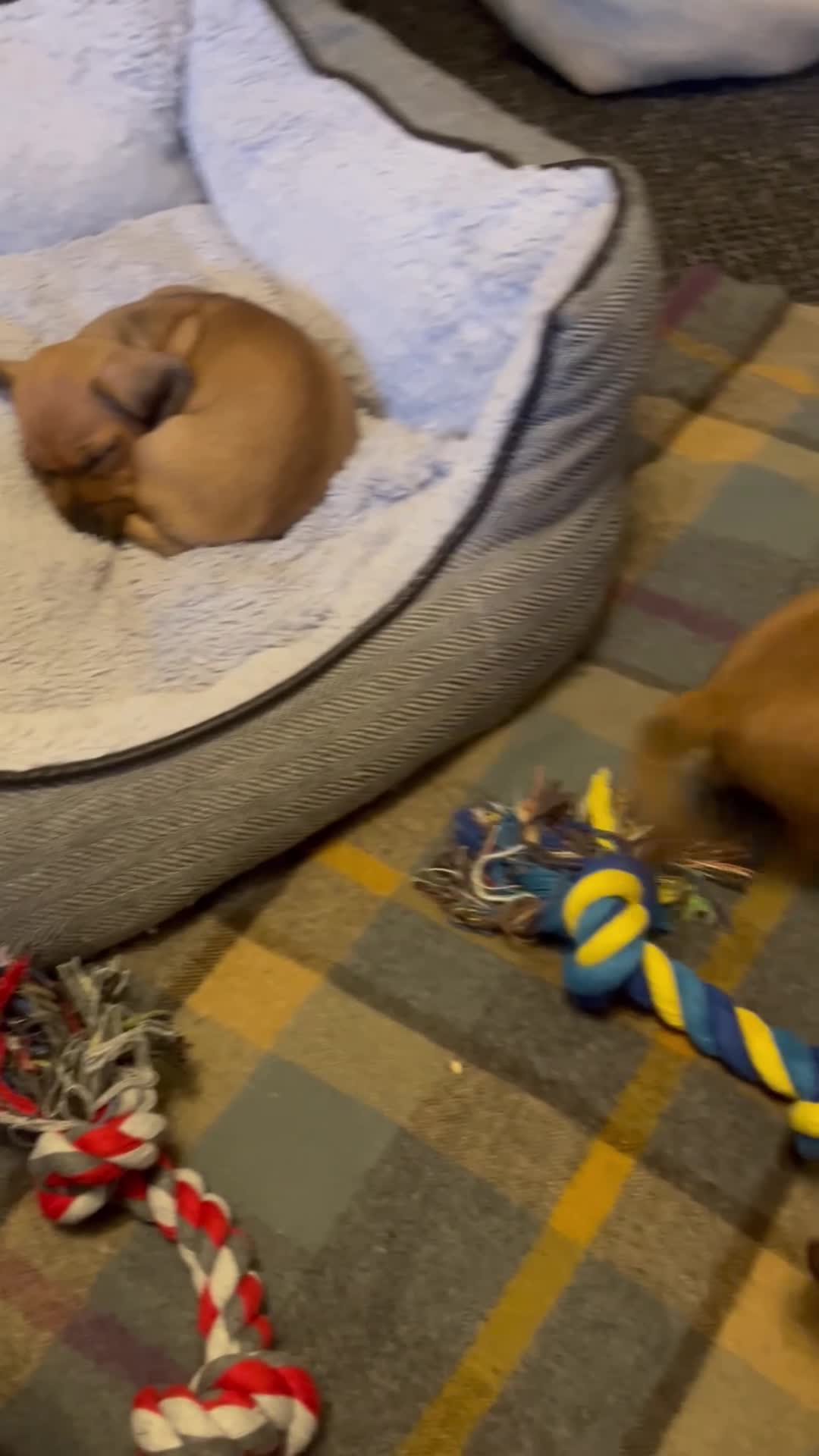 Dachshund dogs for sale: Red dachshund puppies  - Video 1