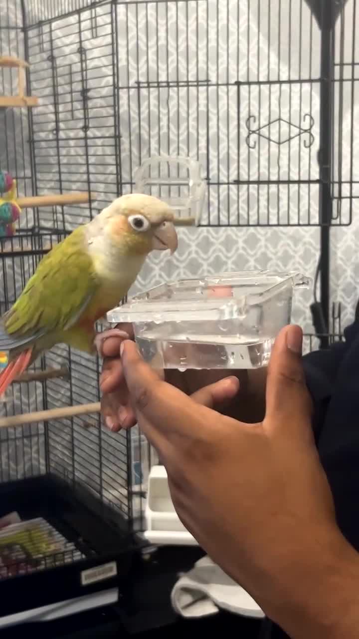 Conures birds for sale: Pineapple conure - Video 3