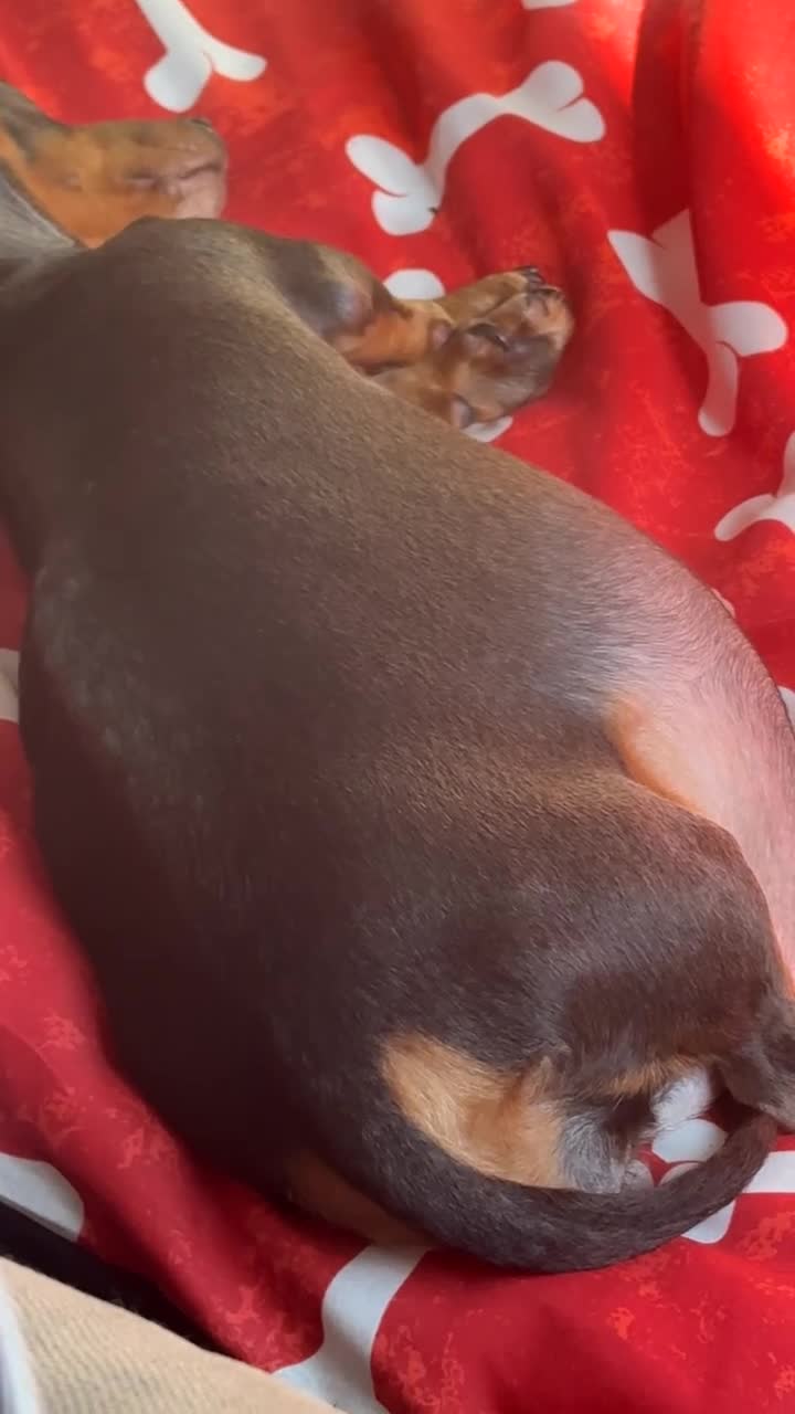 Jackshund dogs for sale: 2 girls 1 boy  - Video 2