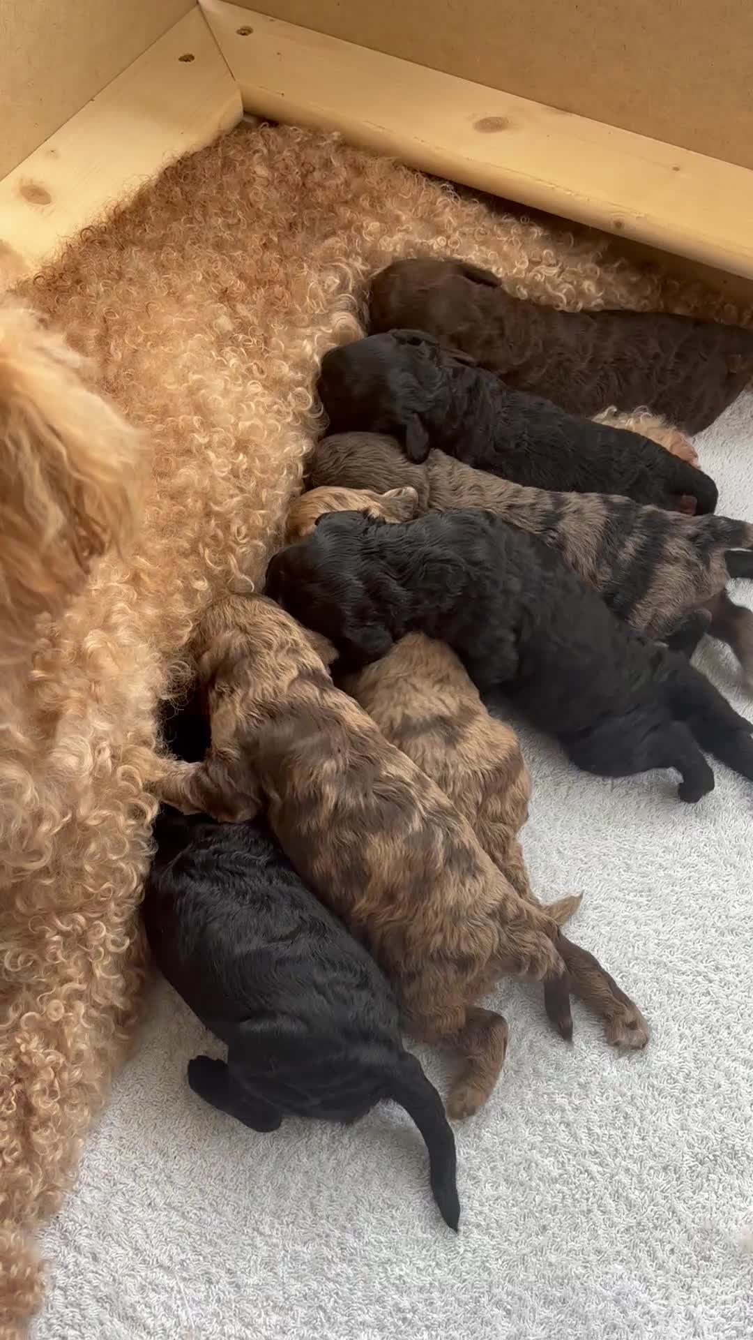 Miniature Poodle dogs for sale: Miniature poodles REDUCED READY TO LEAVE NOW  - Video 1