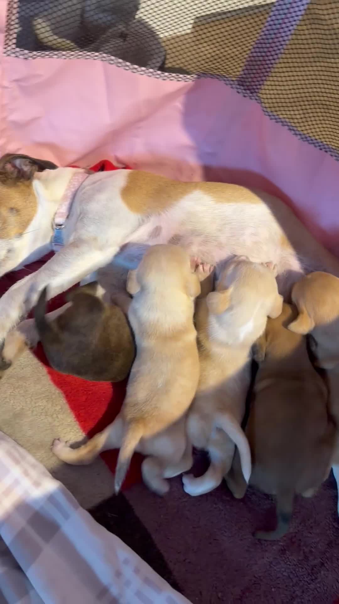Mixed Breed dogs for sale: 6 beautiful cavapoos puppies  - Video 1