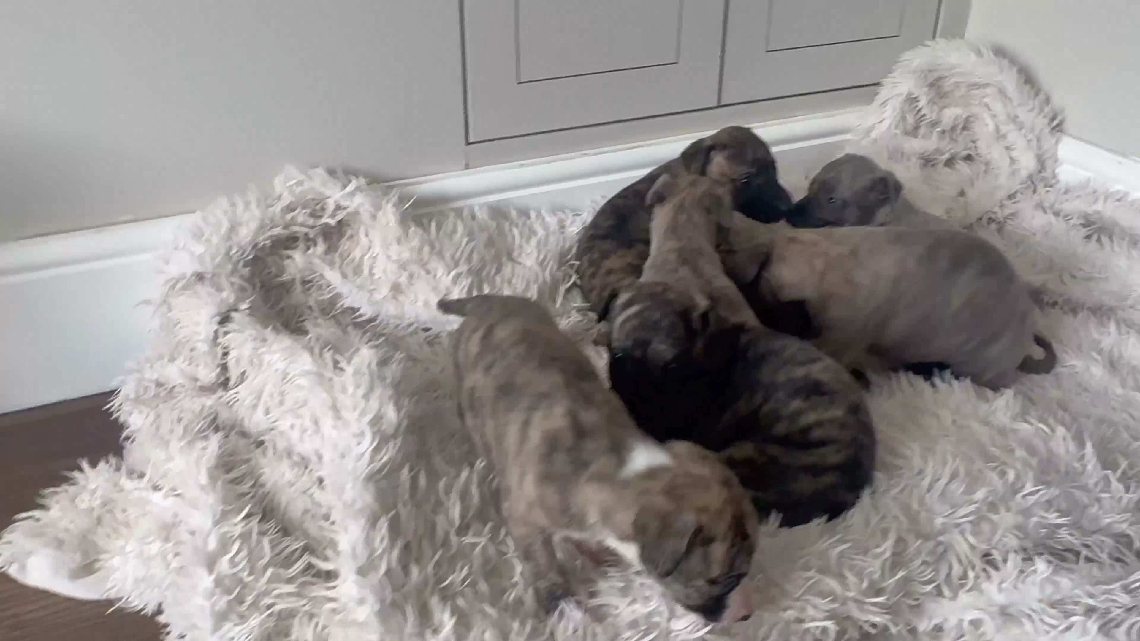 Whippet dogs for sale: Beautiful Whippet Puppies  - Video 2