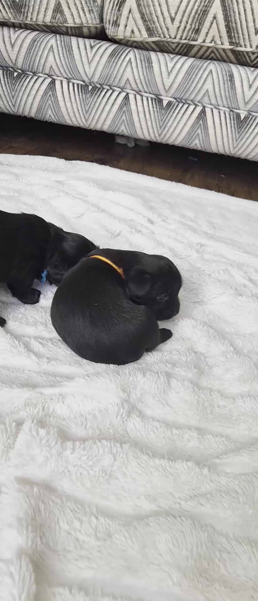 Mixed Breed dogs for sale: Jack Tzu Puppies - Video 5