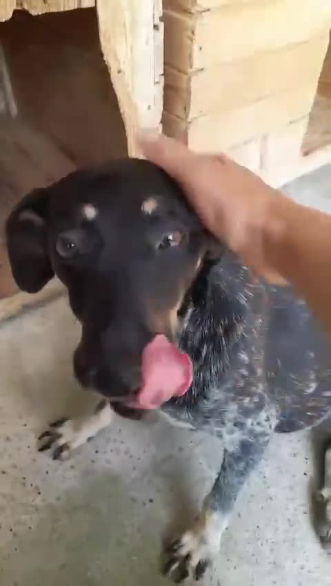 Mixed Breed dogs for adoption: Bubbles, 2 yrs approx. Available for adoption. - Video 1