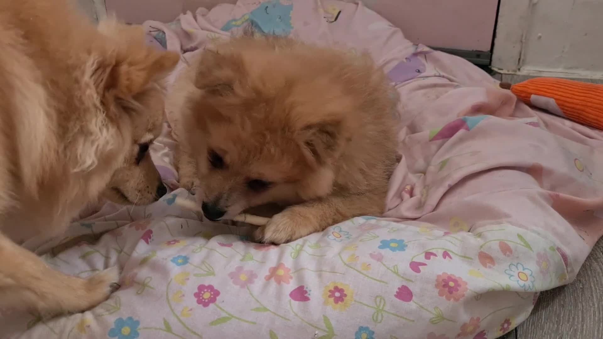 Pomeranian dogs for sale: 3 female pomeranian puppies  - Video 1
