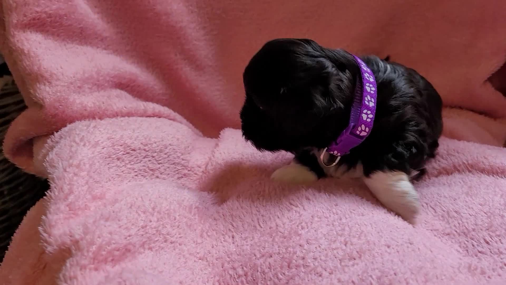 Lhasa Apso dogs for sale: Lhasa Apso — Ready to go! Beautiful Babies. - Video 4