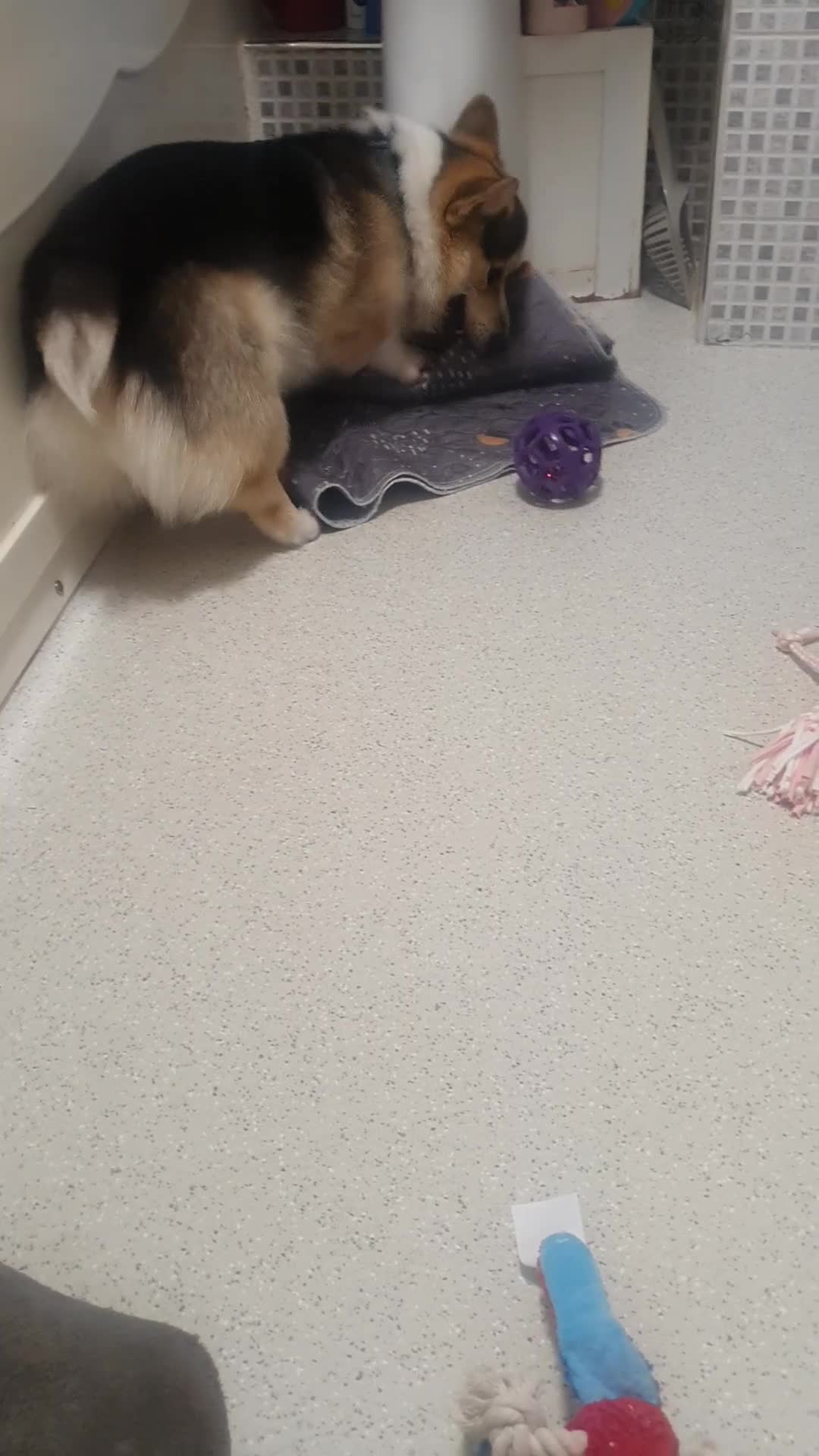 Welsh Corgi Pembroke dogs for sale: 2y10mCorgi ONLY ADULT HOMES - Video 5