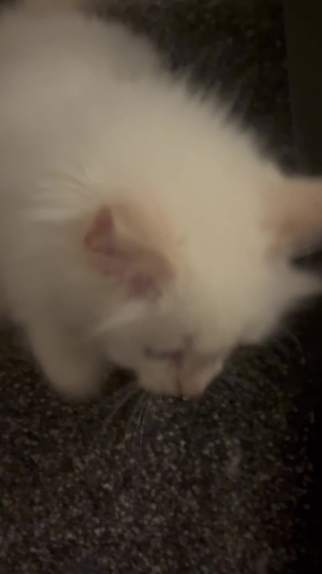 Ragdoll cats for sale: Flame point Ragdolls  - Video 1