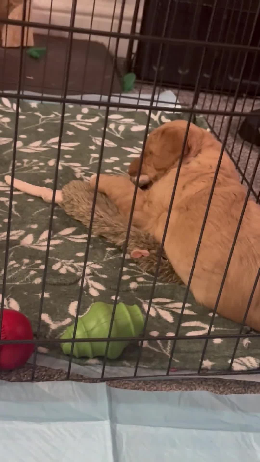 Mixed Breed dogs for sale: Double Doodle X Border Collie puppies - Video 1