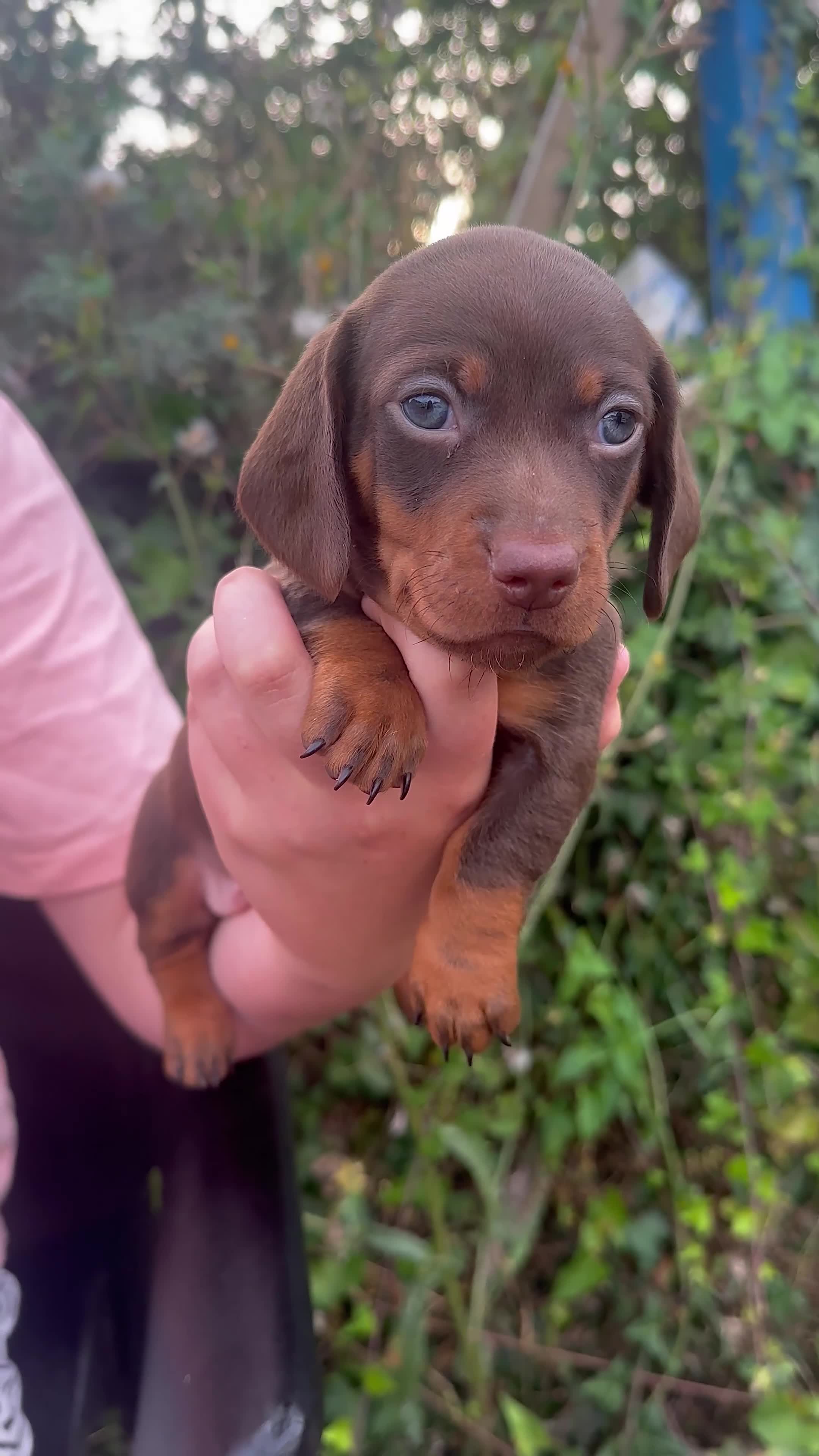 Dachshund dogs for sale: Beautiful dachshund puppies  - Video 4