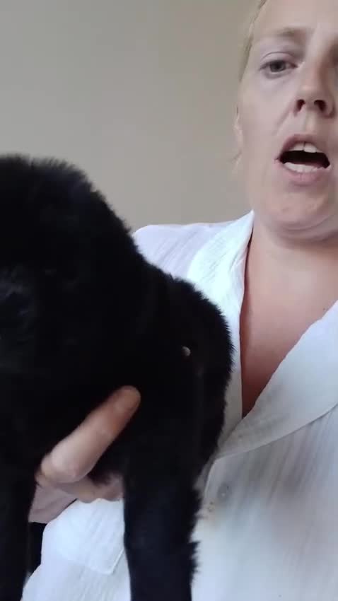 Chow Chow dogs for sale: 🐻❤️ GORGEOUS KC REGISTERED CHOW CHOW PUPPIES 🐾 - Video 5